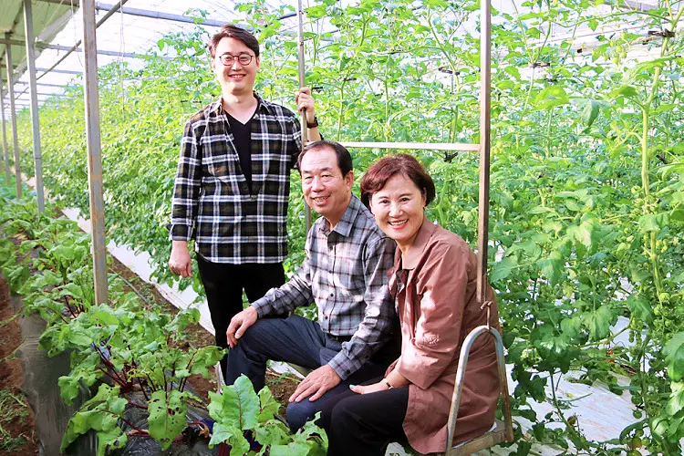 강원도 영월 샐러드&#44; 프리타타&#44; 가스파초 스타일 냉토마토국수 에어룸 순종 유기농 토마토 체험농장 전국 택배 온라인 전화 주문