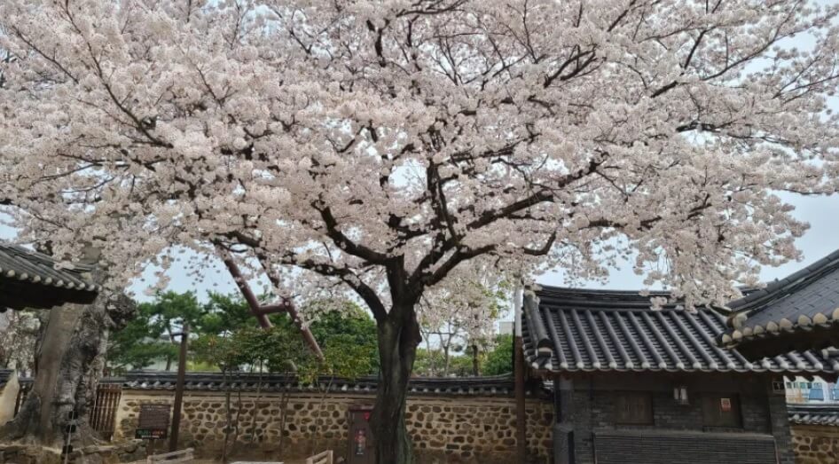 김해-벚꽃