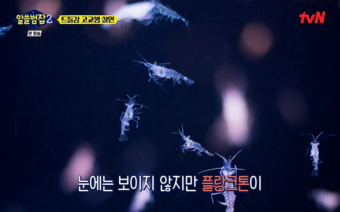 알쓸범잡 2.E15.220425p-NEXT.mp4_20220425_185553.750.jpg