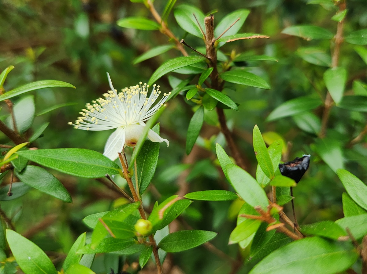 은매화 Myrtle
