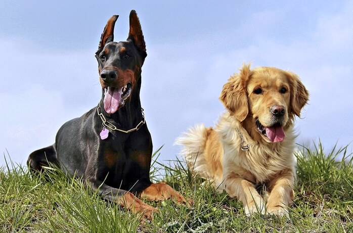 귀가 덮혀있고 누런털을 가진 개와 쫑긋한 귀와 검고 짧은 털을 가진 개가 잔디 위에 나란히 앉아있는 모습