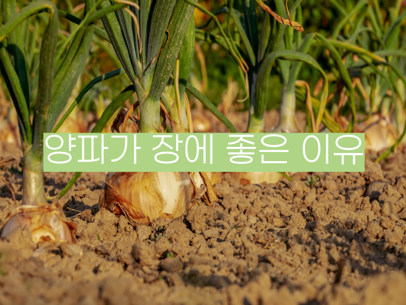 양파가-장에-좋은-이유