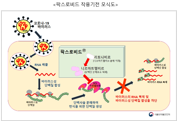 팍스로비드 작용기전 모식도