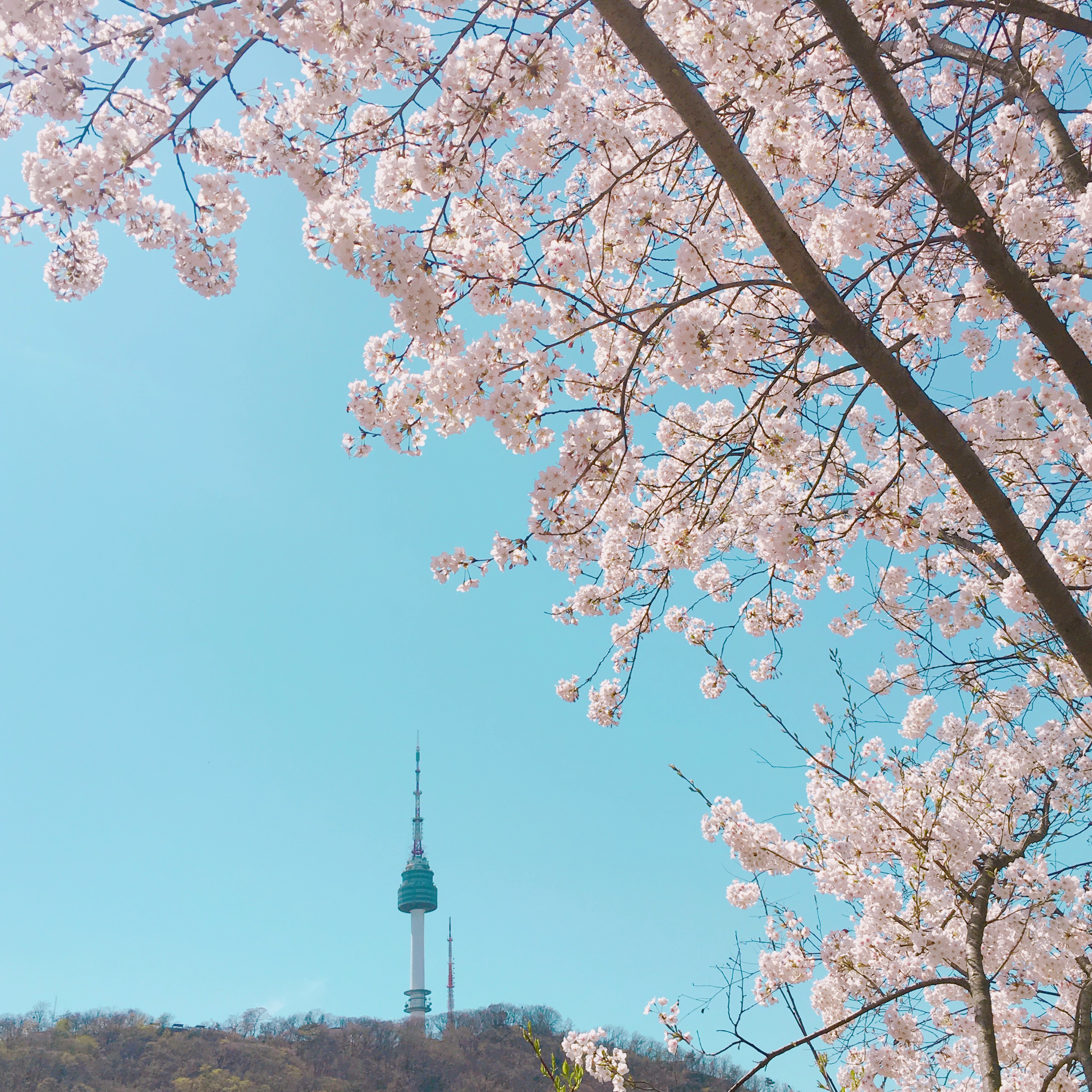  [일상] 서울 벚꽃놀이 / 랜선 벚꽃놀이
