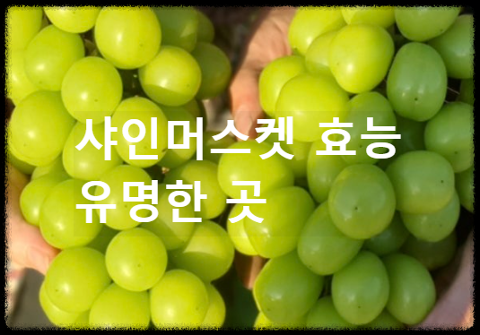 샤인머스켓 효능 유명한곳