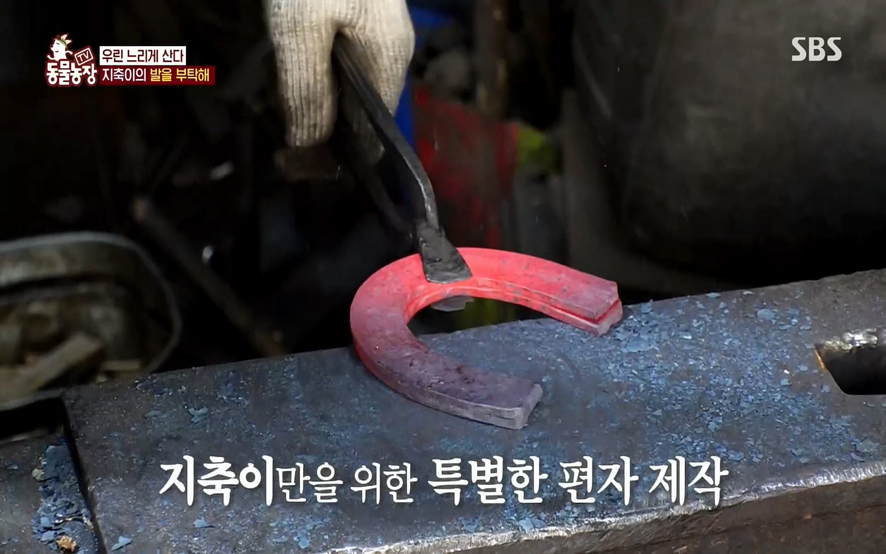 TV 동물농장.E1074.220619p.H264-F1RST.mp4_20220619_181834.440.jpg