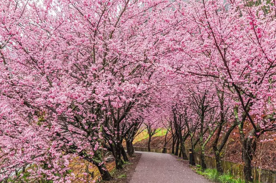 한국 주변 나라들 벚꽃 해외 여행지 추천 및 2024년 벚꽃 개화시기 정리 - 대만 벚꽃