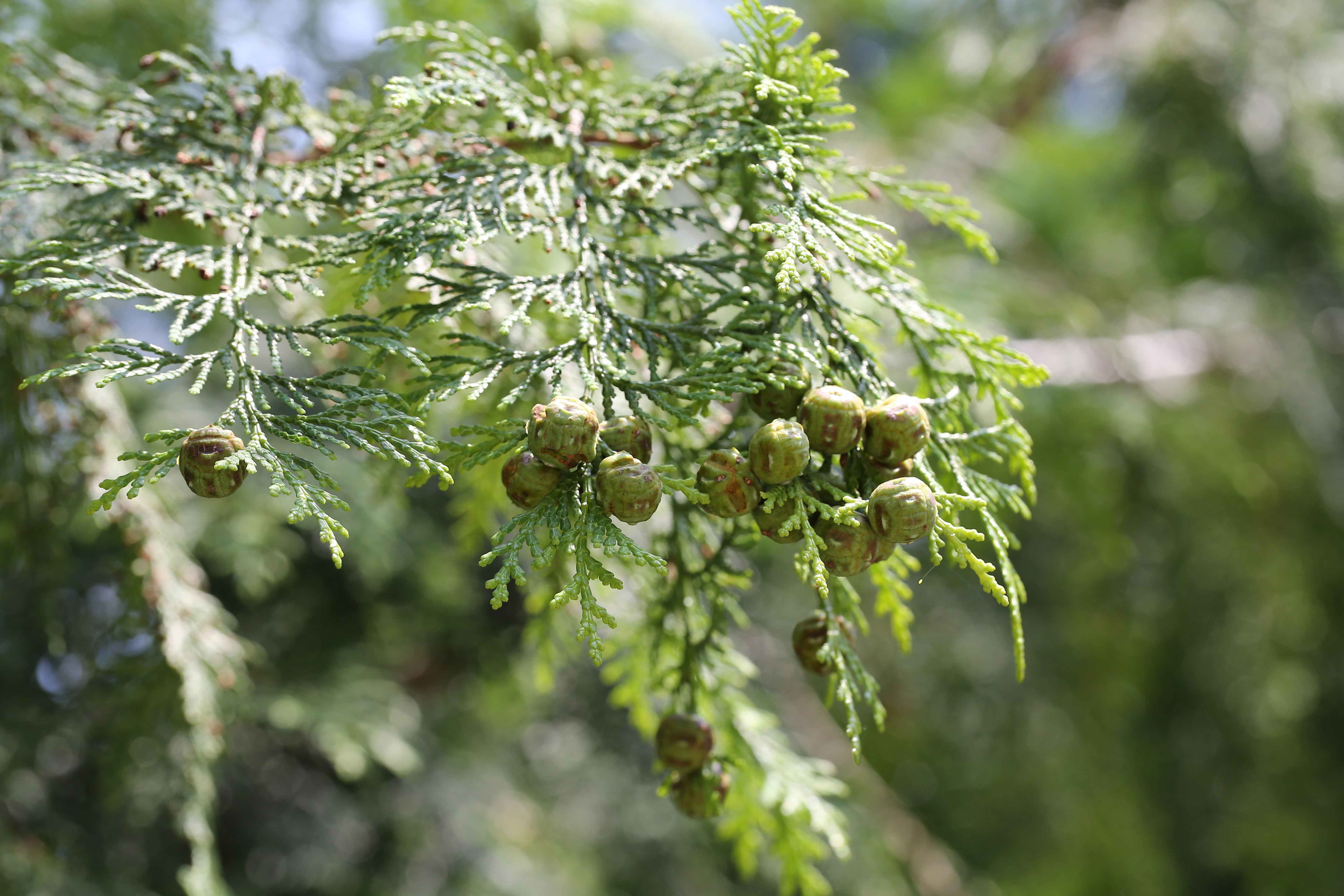 “편백(Chamaecyparis obtusa)는 은은한 피톤치드 향을 내는 상록성 침엽수로, 삼각형 모양의 울창한 수관과 부드러운 비늘잎이 특징이다. 내습성과 내공해성이 강해 조경수와 산림욕 공간 조성에 많이 활용되며, 목재는 방습성과 항균 효과가 뛰어나 건축 및 가구 제작에 사용된다.”