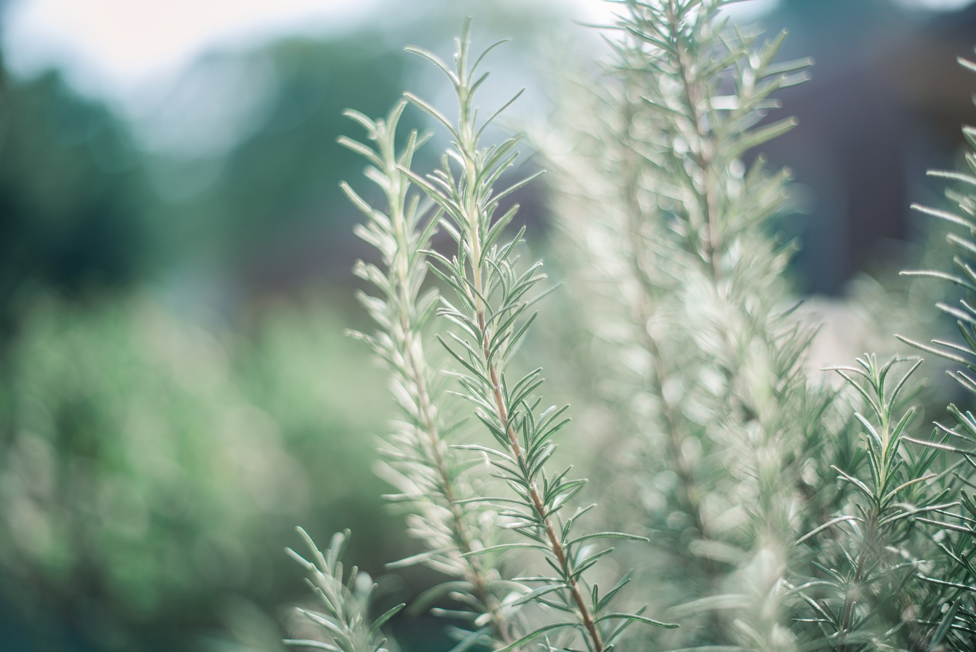  많은 인기를 자랑하는 허브, 로즈마리(rosemary)