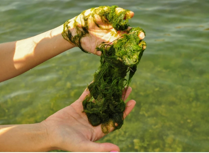 조류 물질, 동력원 없이 빛 만들어 내 Algae materials produce light with no power source