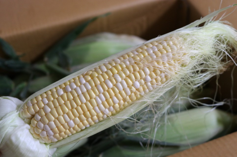 초당 옥수수 보관 냉동 냉장 2가지 방법 2