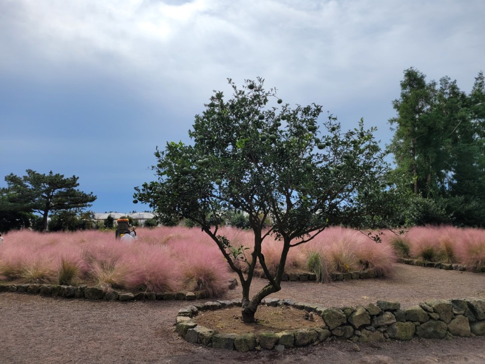 가족여행 저렴하게 대절 굿 제주도 승합차 투어 13