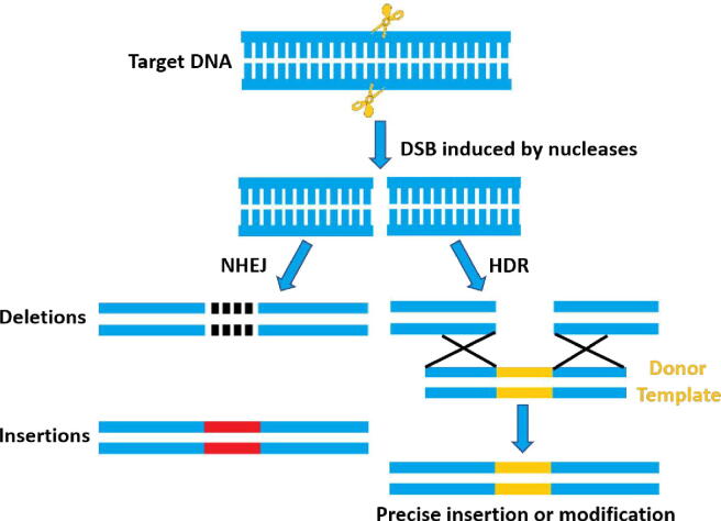 CRISPR-Cas9의 메커니즘