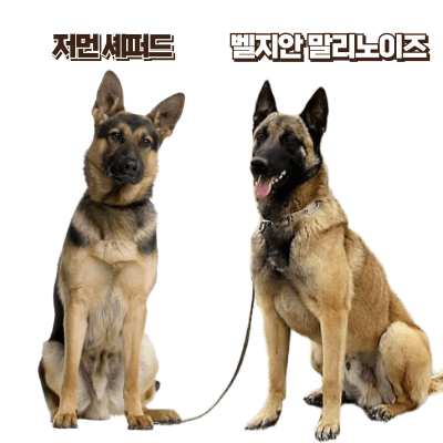 저먼 셰퍼드와 벨지안 말리노이즈(말리누아) 차이