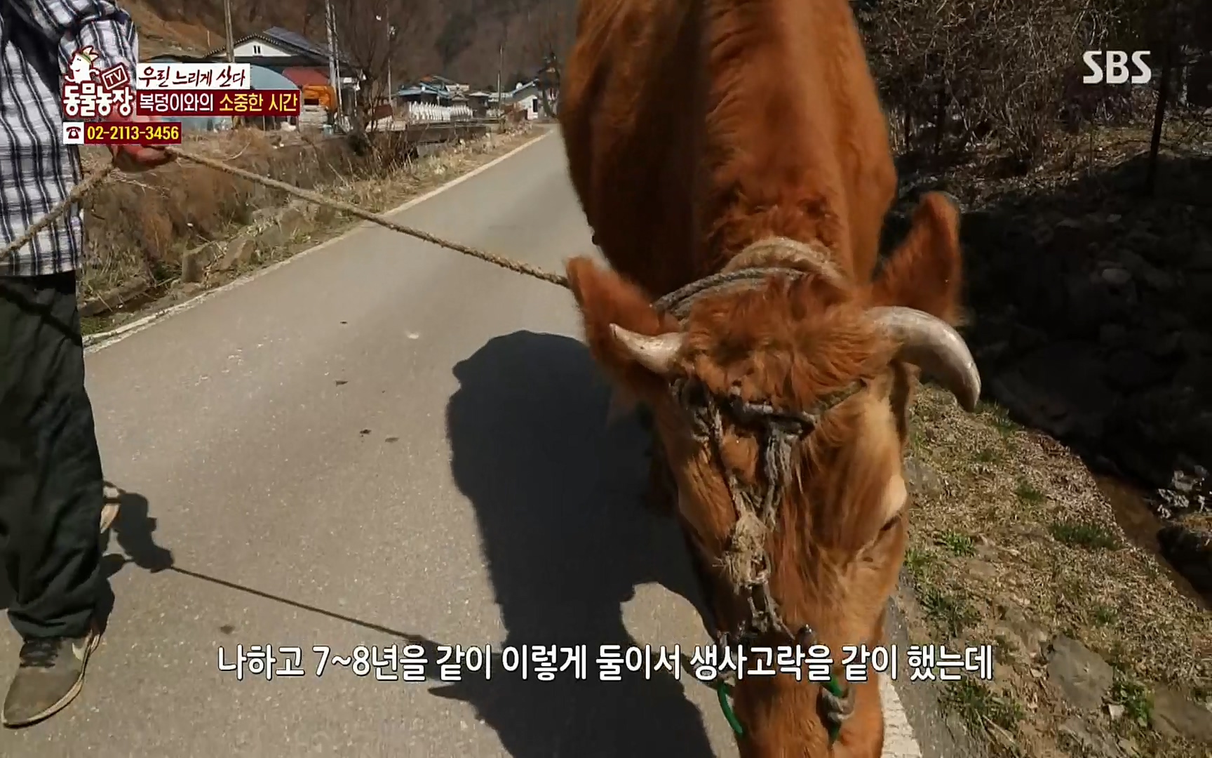 TV 동물농장.E1067.220501p.H264-F1RST.mp4_20220501_184238.655.jpg