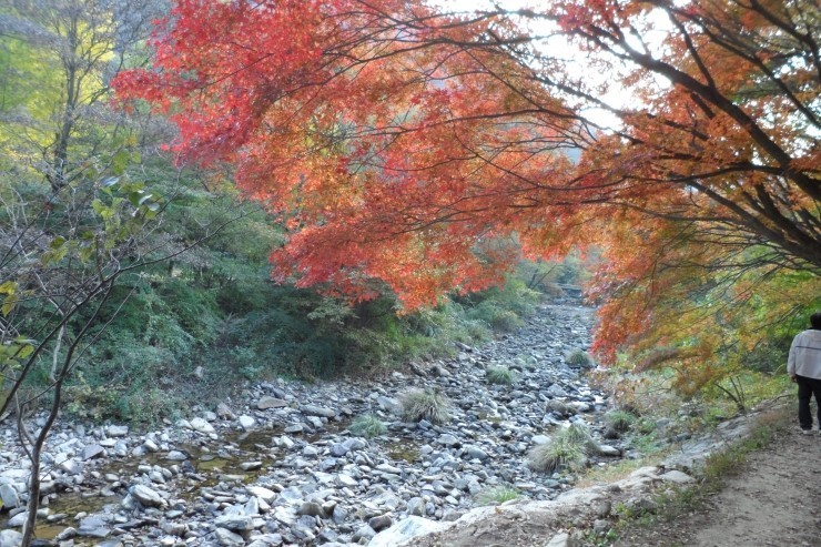 내장산 단풍시기