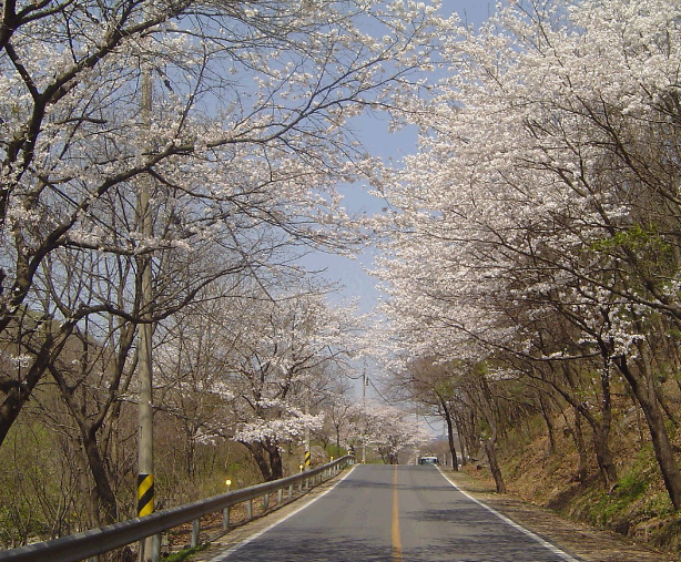 남한산성 벚꽃길