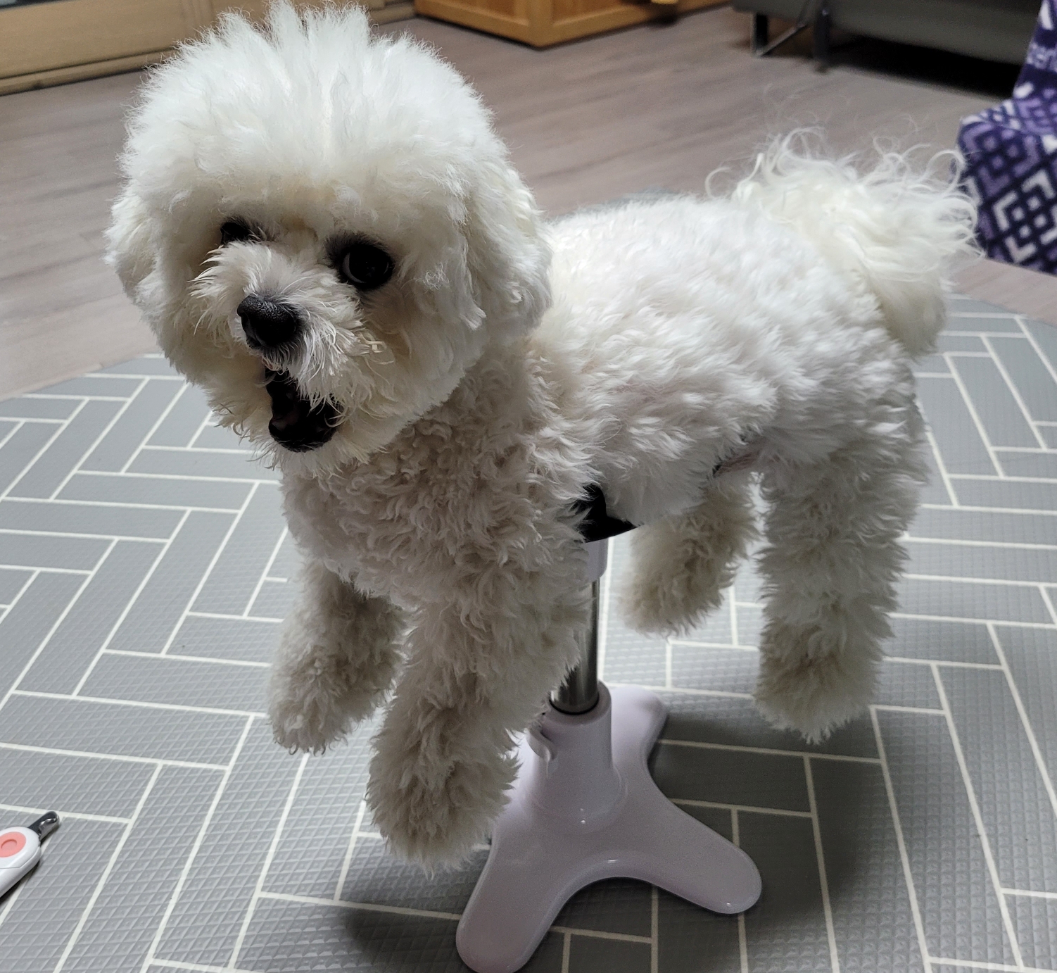  강아지발톱셀프자르기)구름아 엄마 믿지~!!발톱 자르자..