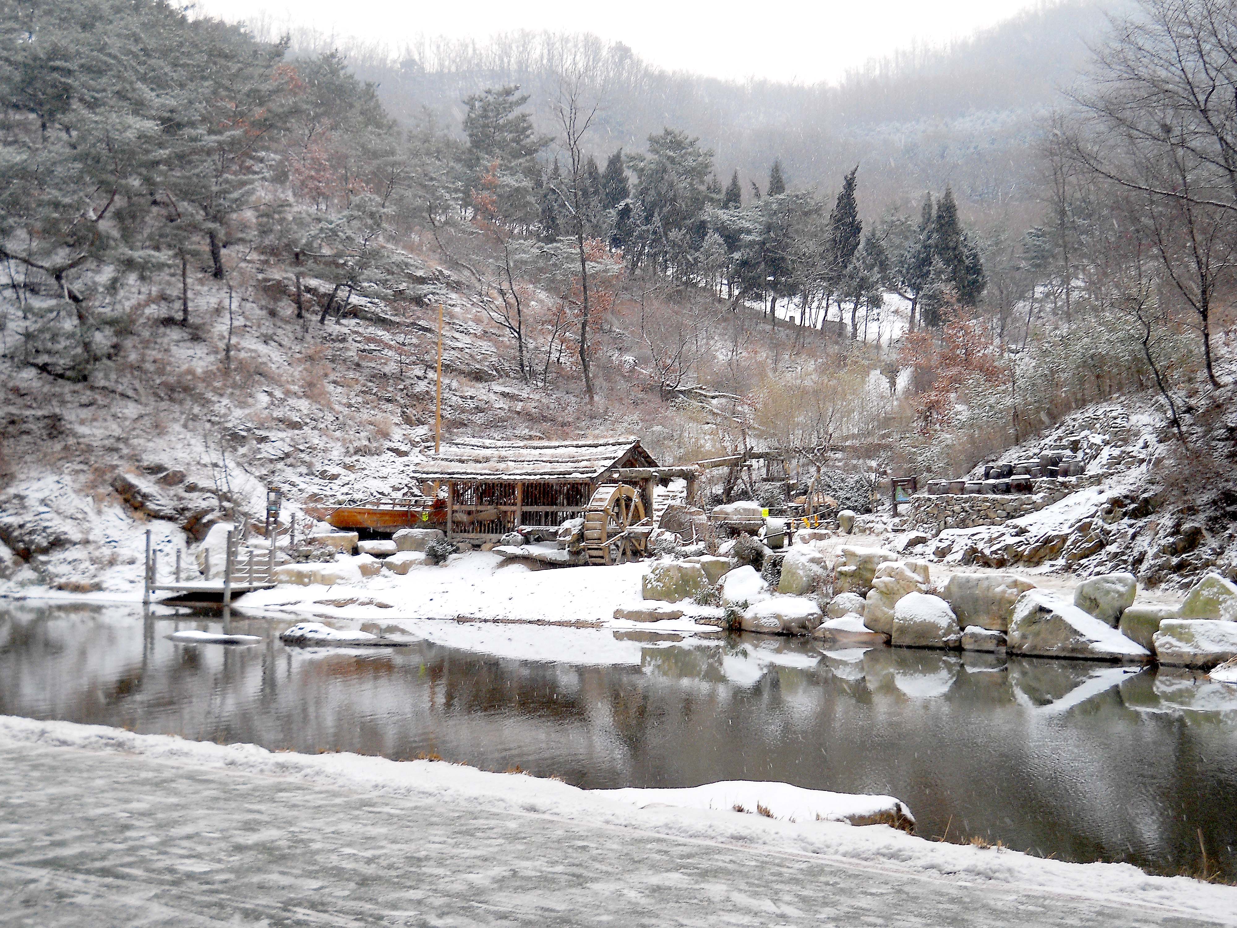 안산자락길 메타쉐콰이어 숲