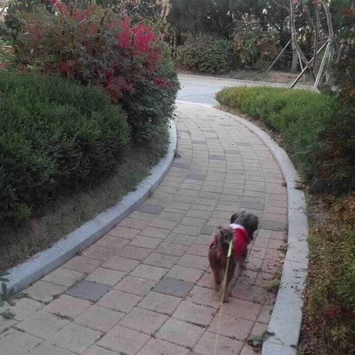 양 옆으로 나무가 있는 산책길에서 산책을 하고 있는 빨간 옷을 입은 개 한마리