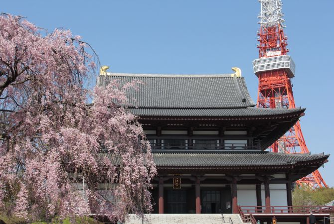 조조지에서는 벚꽃과 사찰과 도쿄타워를 함께 볼 수 있다.