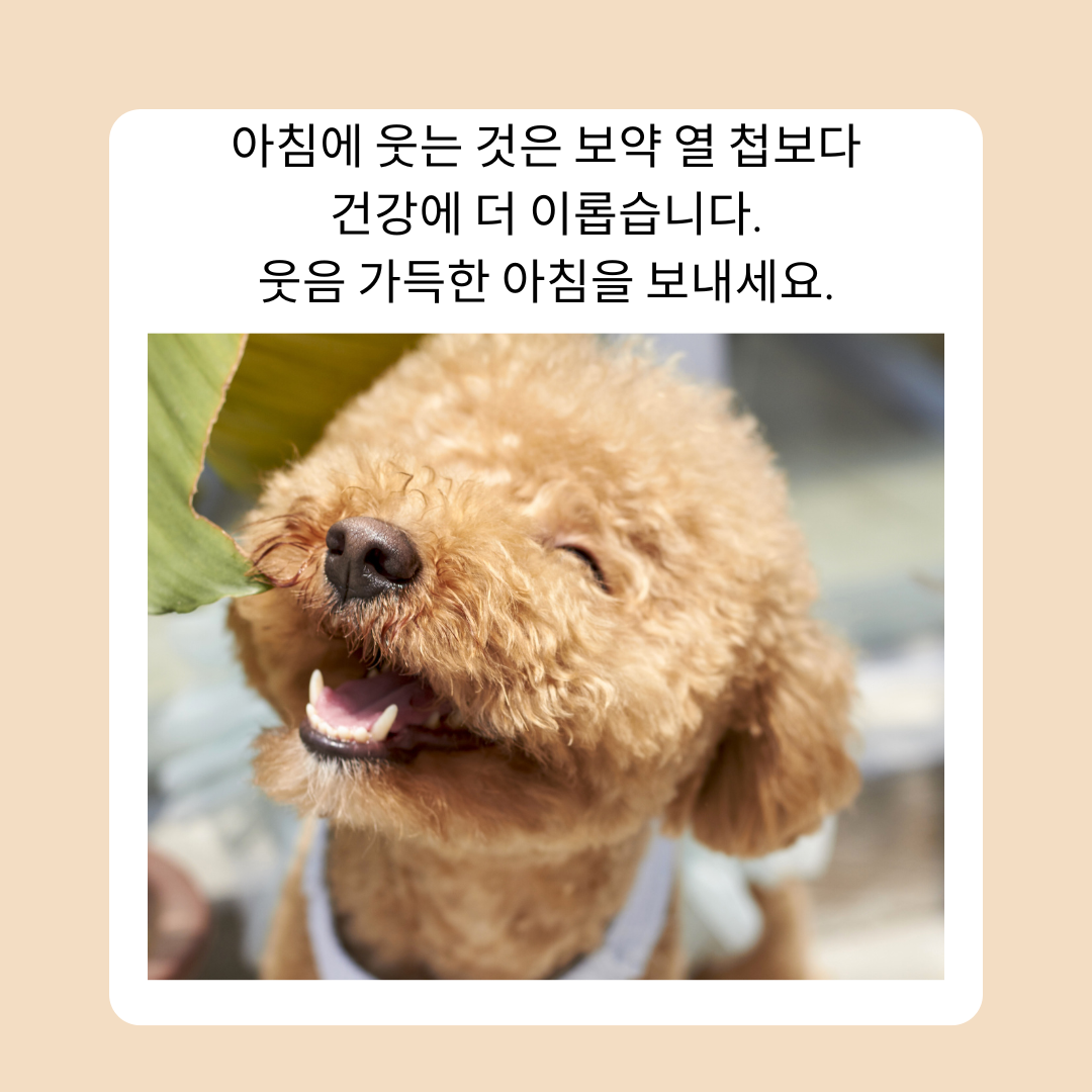 기분 좋은 아침 인사말 이미지 문구 모음집