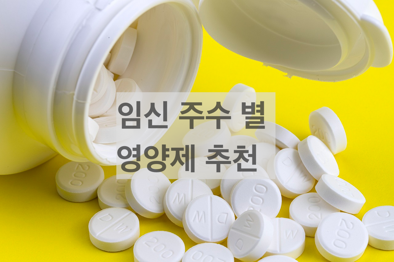  임산부 주수 별 영양제 추천, 섭취해야하는 영양소 임신 초기 중기 후기 영양제