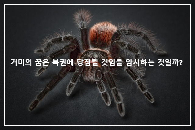  거미의 꿈은 복권에 당첨될 것임을 암시하는 것일까?