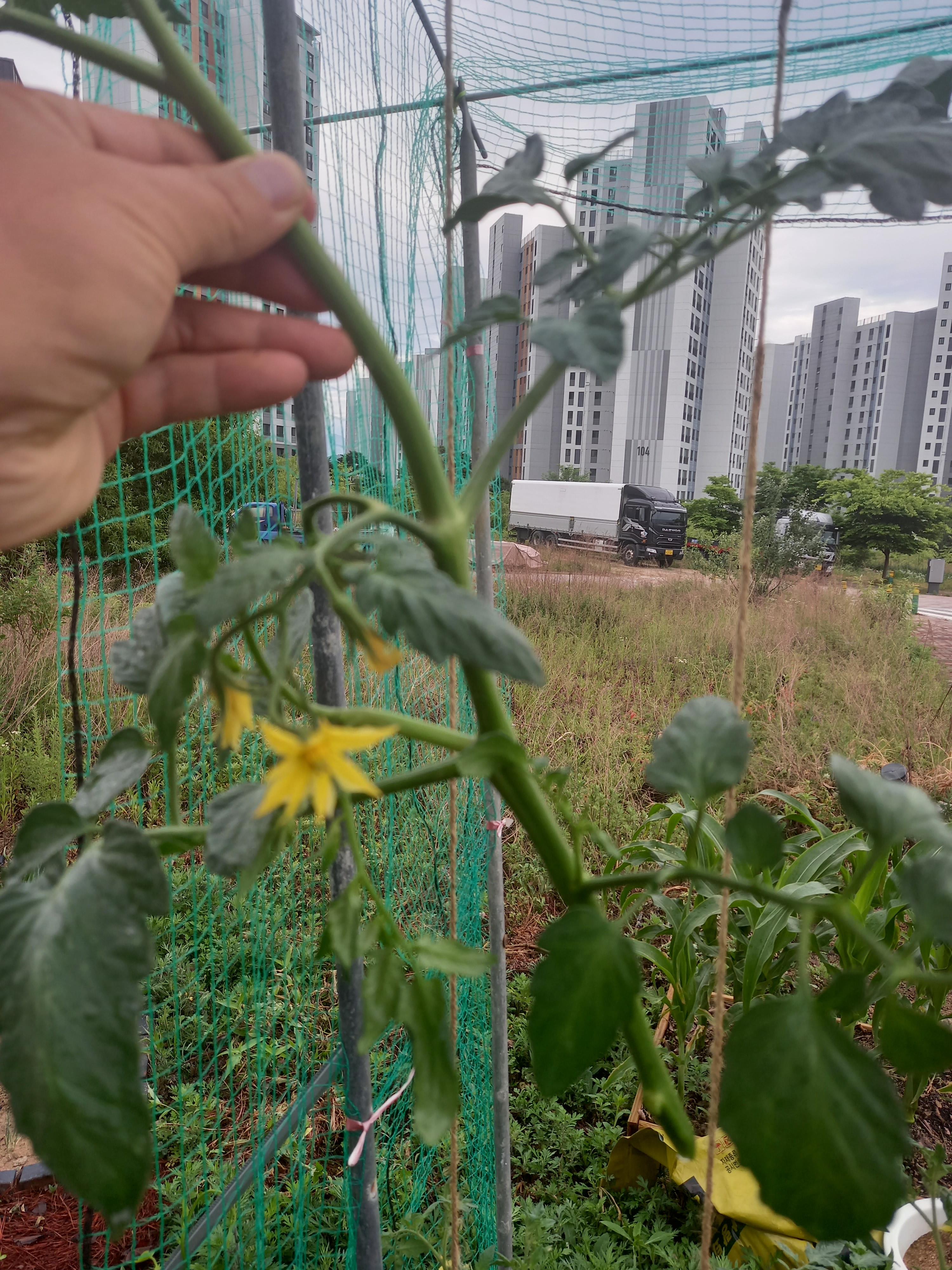  토마토 1개로 서리 내릴 때까지 실컷 먹는 방법