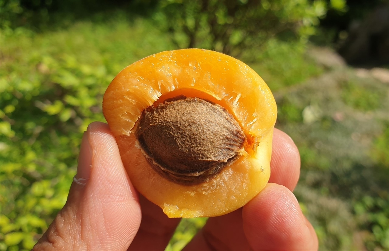 살구 효능 11