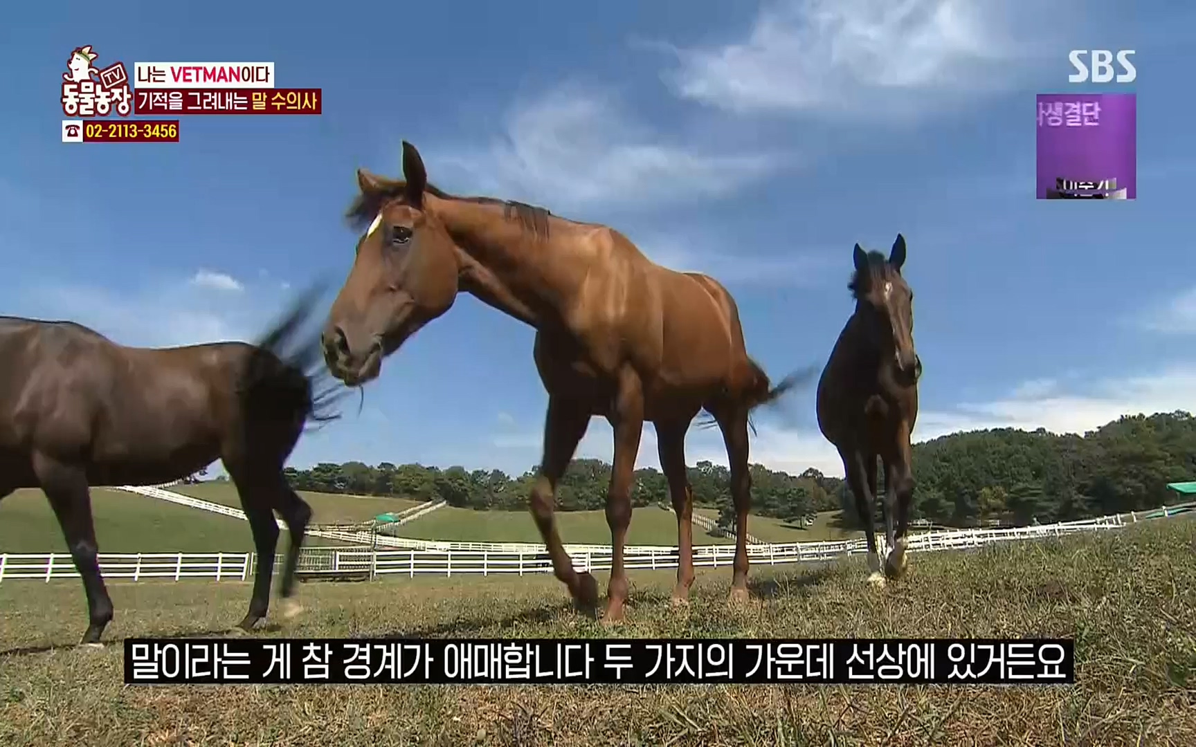 TV 동물농장.E1062.220327p.H264-F1RST.mp4_20220327_174504.562.jpg