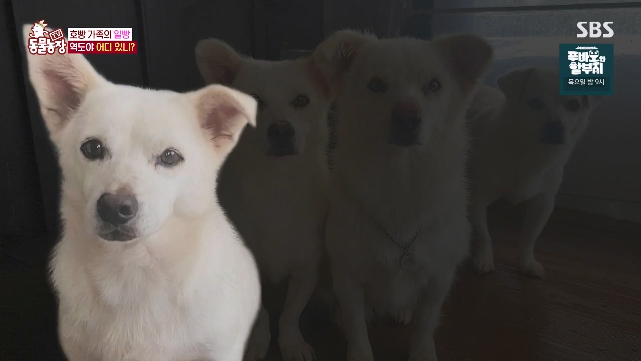 TV 동물농장.E1147.231127p-NEXT.mp4_20231126_170348.042.jpg