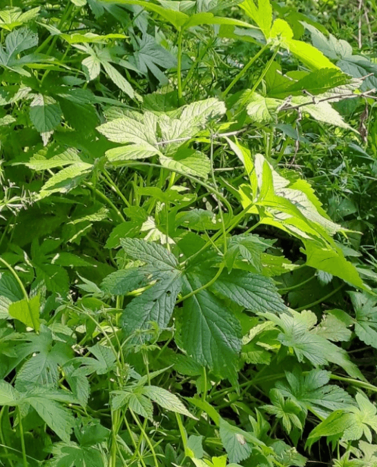 율초 율초환 효능 율초차 (환삼덩쿨&#44; 한삼덩쿨)