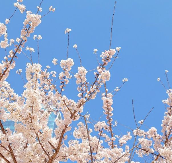 연핑크색-벚꽃