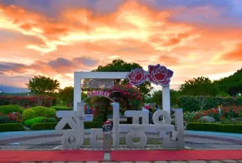 2025 삼척 장미공원 장미축제 일정 주차 볼거리_10