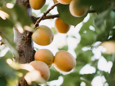 살구 효능 10가지 20