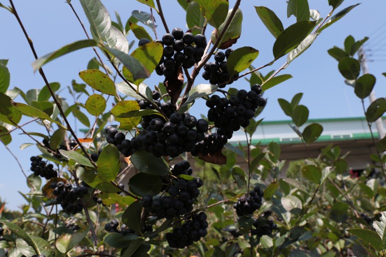 효능소개 아로니아 11