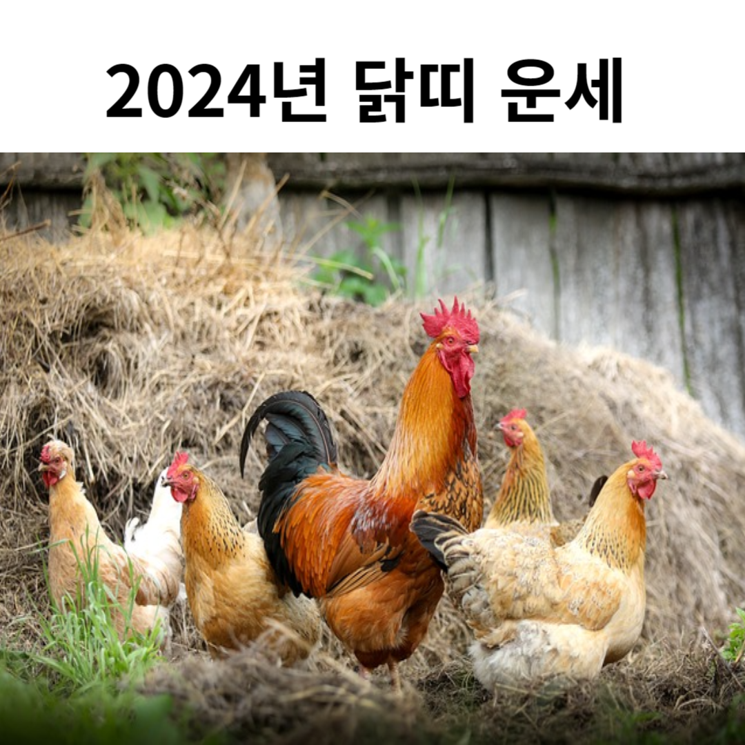 2024년 갑진년 닭띠 운세 종합운세1