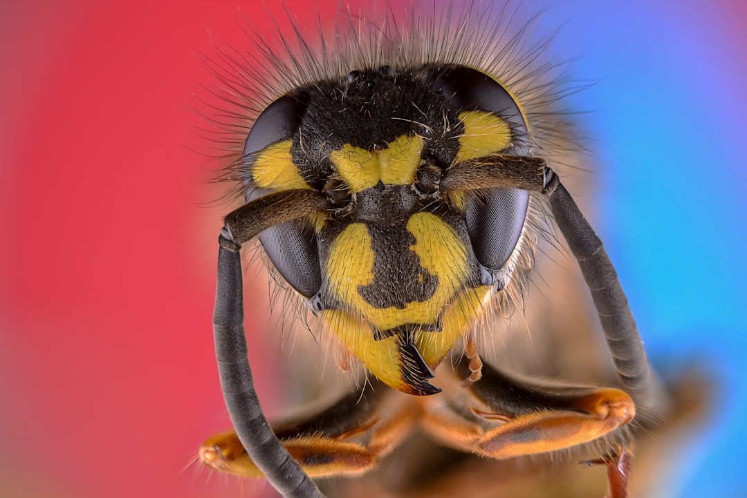 Insect.