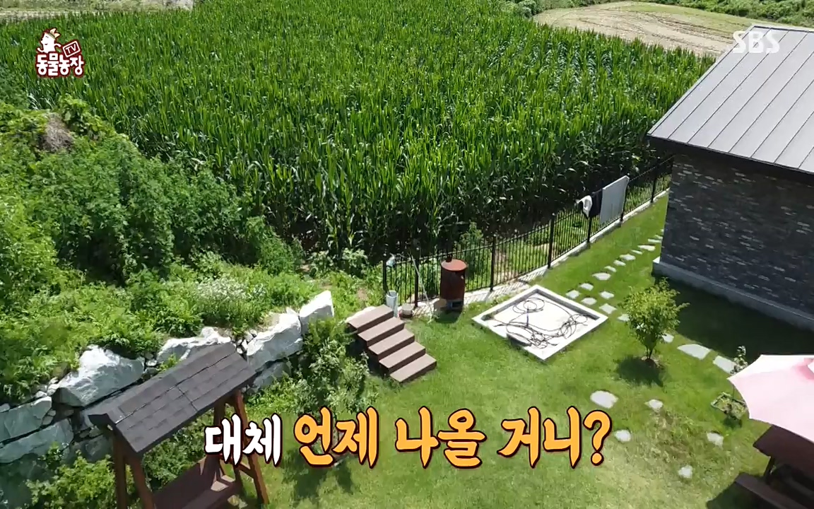 TV 동물농장.E1080.220732p-NEXT.mp4_20220731_174237.868.jpg