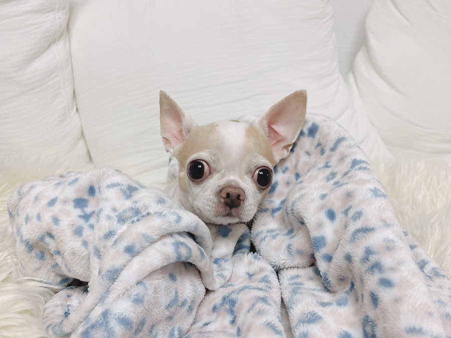 단모 성격 털빠짐 주의점 8