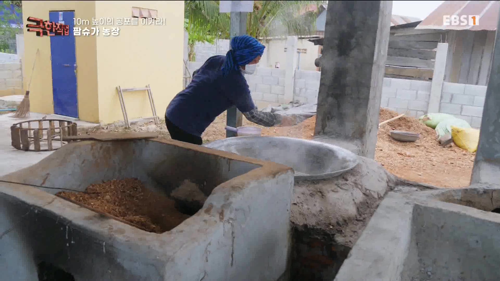 [극한 직업] 캄보디아 팜슈가 농장 230624.mp4_20230701_185225.416.jpg