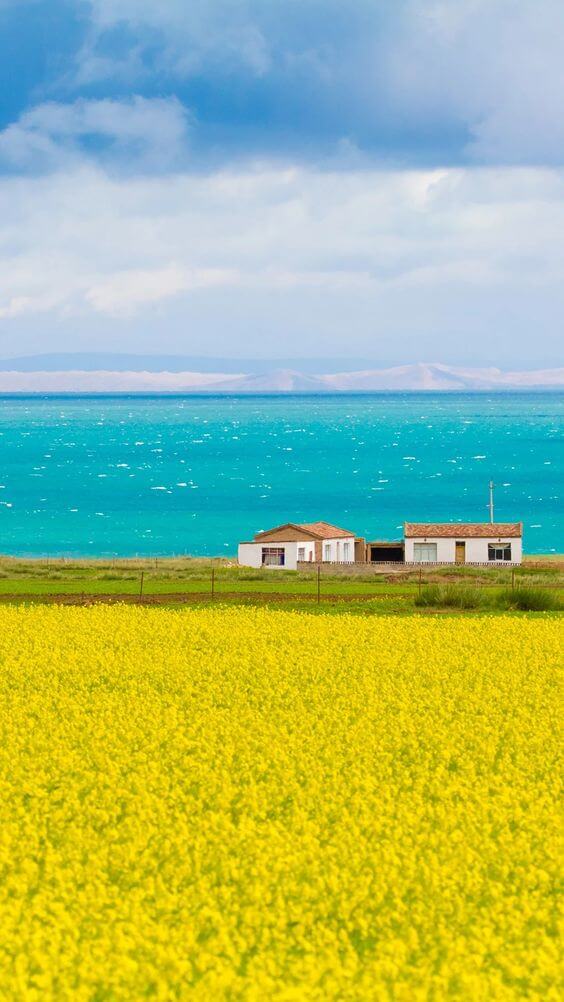 제주도 유채꽃 명소 알아보기