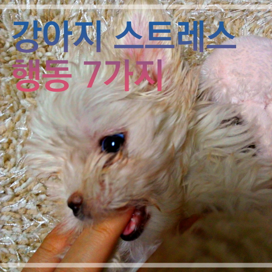 내 강아지 말티즈 1