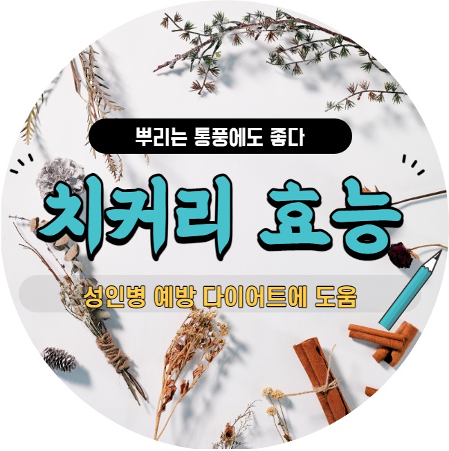  치커리Chicory 菊苣 종류와 효능 뿌리는 통풍에도 좋다