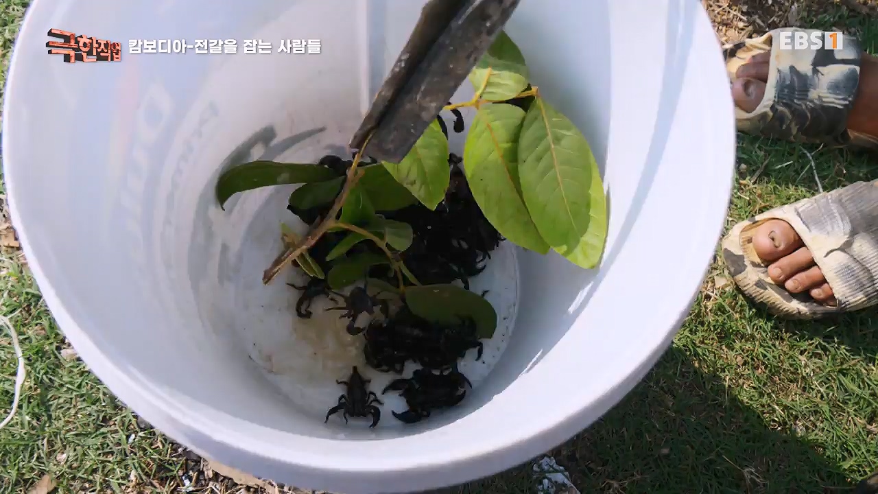 TV - 전 국민의 평생학교 EBS캄보디아 - 독충을 잡는 사람들.mp4_20230501_173355.339.jpg