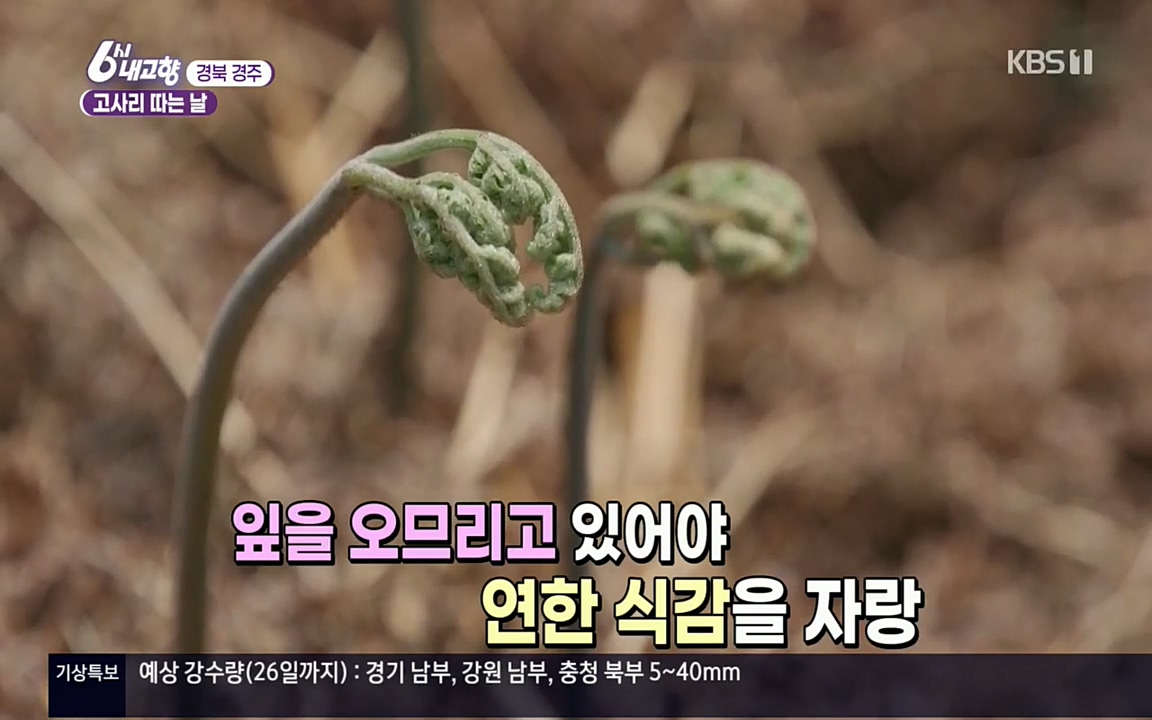 6시 내고향.E7518.220426p.H264-F1RST.mp4_20220504_185156.338.jpg
