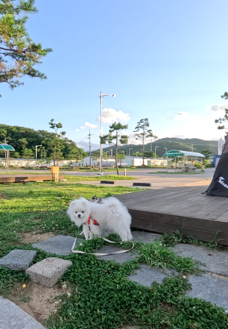 고성 애견동반 캠핑장 명파해변오토캠핑장