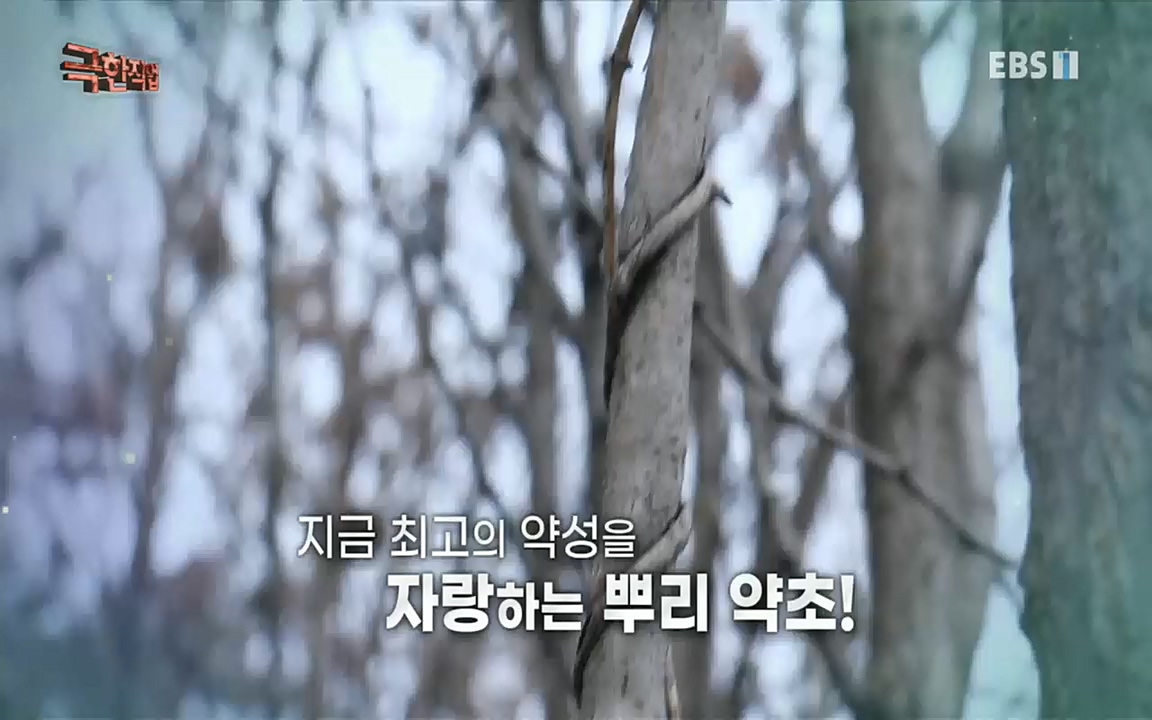 TV - 교육의 중심 EBS자연에서 찾은 보약! 석이버섯, 호장근, 백하수오.mp4_20220518_192305.558.jpg