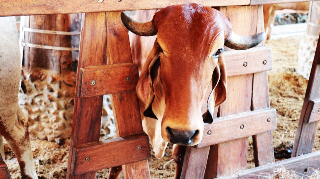 Ox.